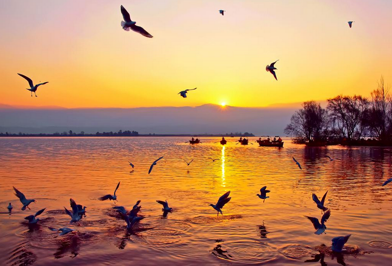 候鳥變「留鳥」：四川邛海鳥類達310種創歷年新高