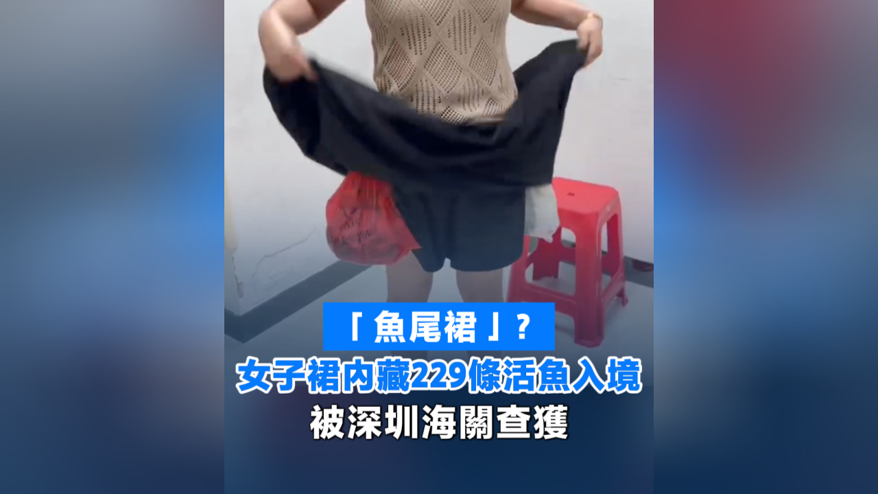 有片丨「魚尾裙」？女子裙內藏229條活魚入境 被深圳海關查獲