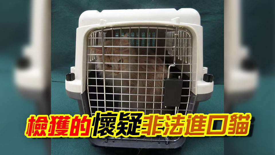 香港海關偵破非法進口動物案件