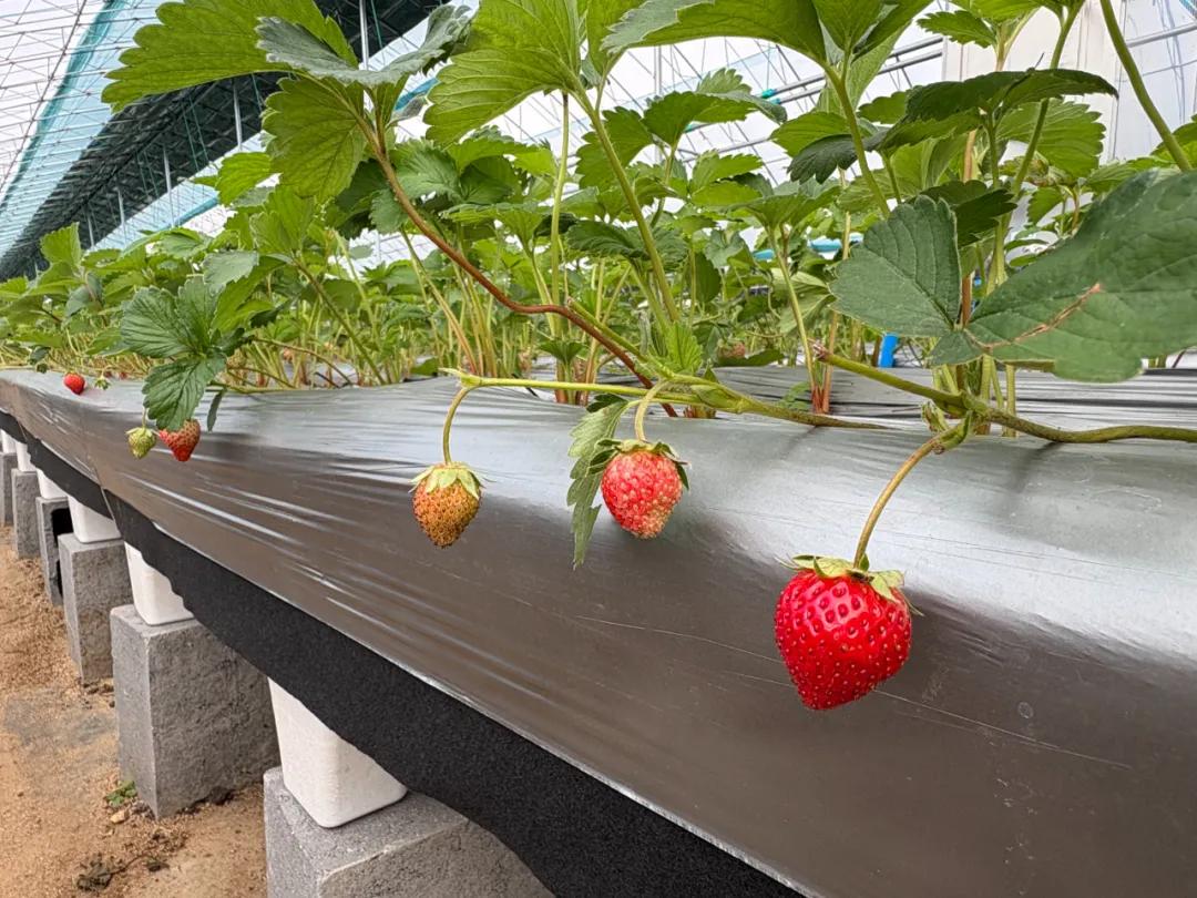 從一株苗到418億品牌！丹東草莓百年逆襲成「中國莓王」