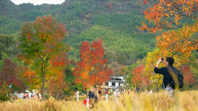 色彩療愈+文化康養 皖黟縣秋冬旅遊熱火帶動消費活力釋放