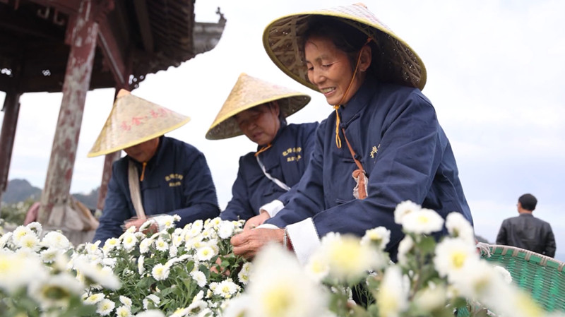 皖歙縣：創新推行「一物一碼」 黃山貢菊誠信「亮碼」