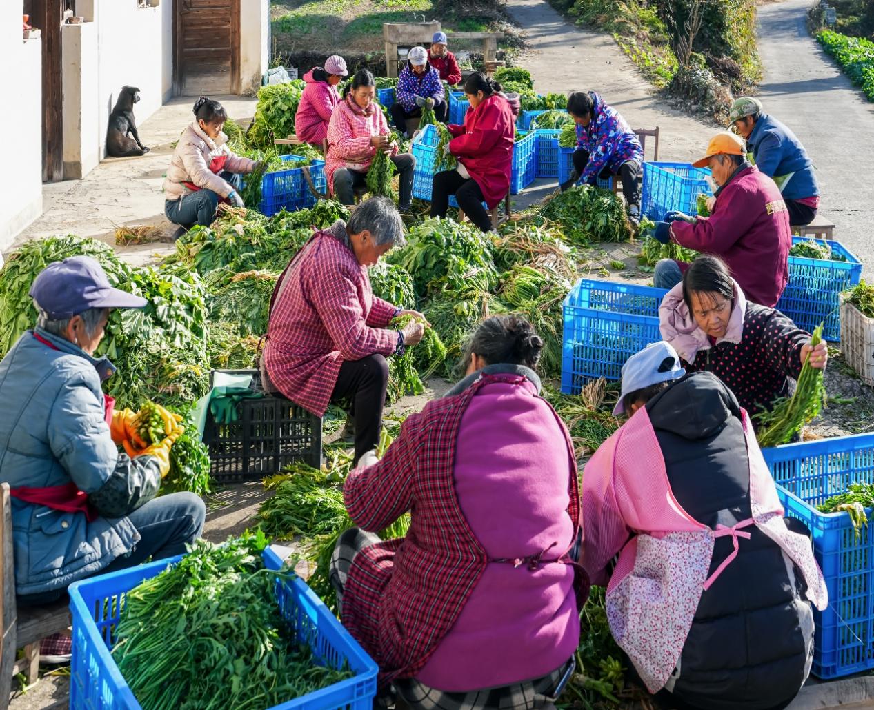 【黃山「鎮」能量】皖祁門柏溪：乾菜飄香富農家 特色產業助振興