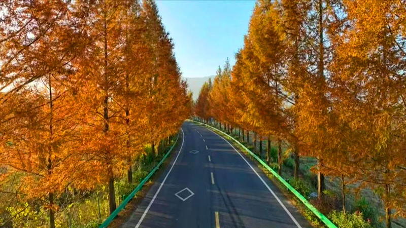 皖黟縣：醉美218風景道添彩全域旅遊