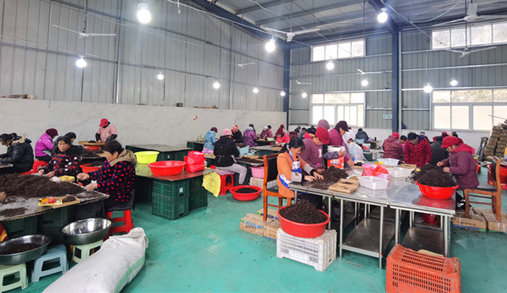 皖黟縣：「共富工坊」促增收 產業發展活力足