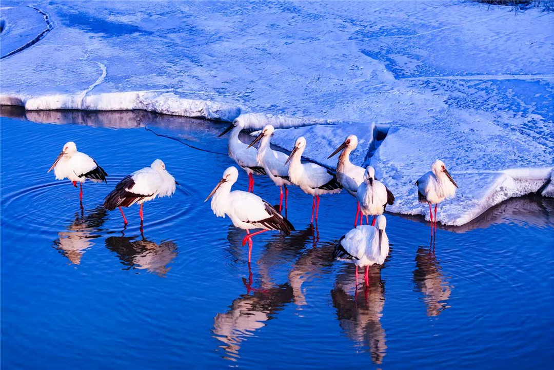 濕地為箋 飛鳥為證——黑龍江饒河縣用生態答卷鋪就候鳥平安遷徙路