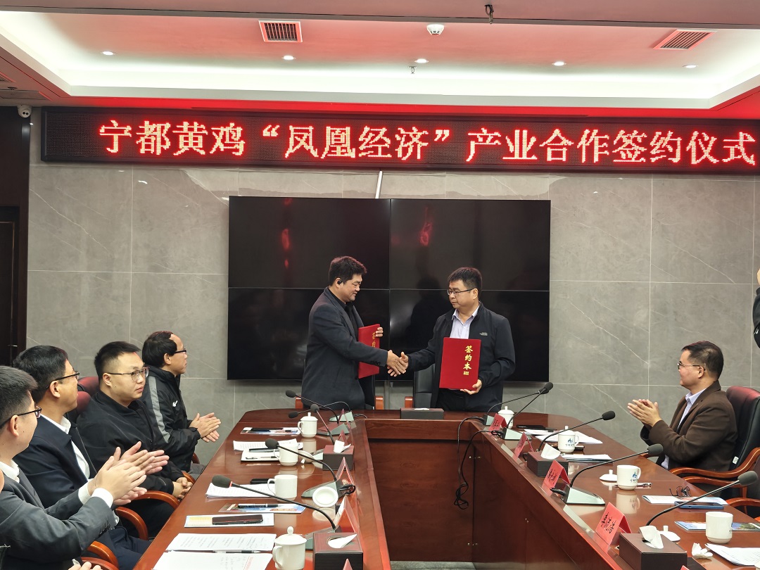  「寧都黃雞」飛入灣區餐桌    莞企開啟「吃好雞」服務新紀元