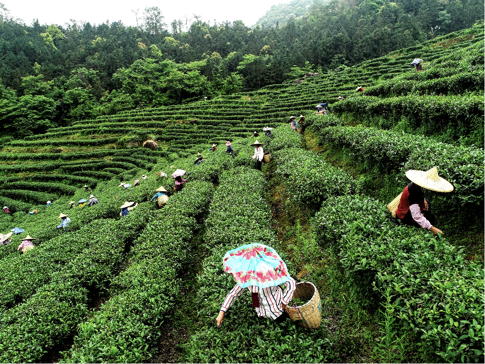 茶界「奧斯卡」榜單公布 河源紫金蟬茶斬獲3項大獎