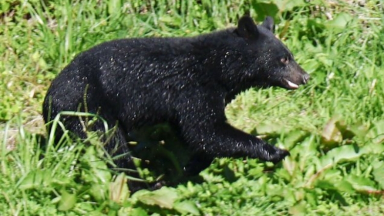 日本4月至11月共230人遭到熊襲擊 傷亡人數創新高