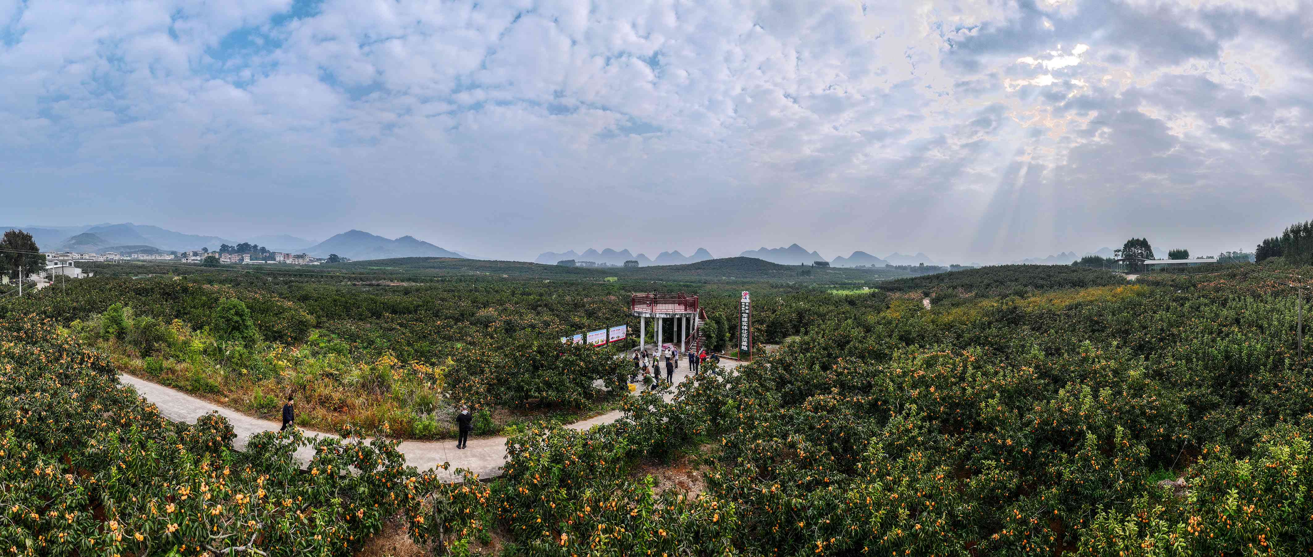 廣西恭城：千年「黃金果」鋪就生態致富路