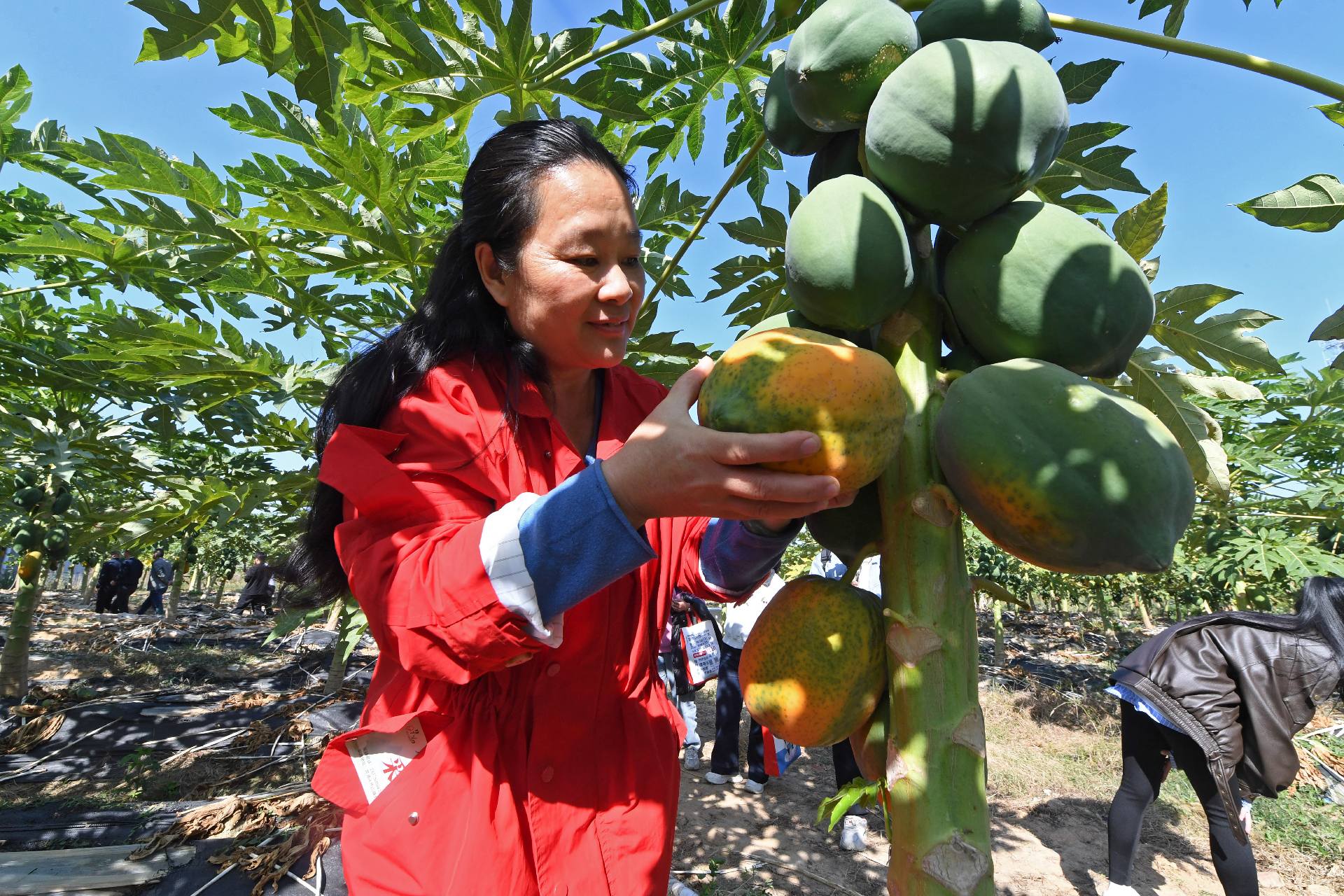 泉港：瓜果飄香處，鄉村振興時