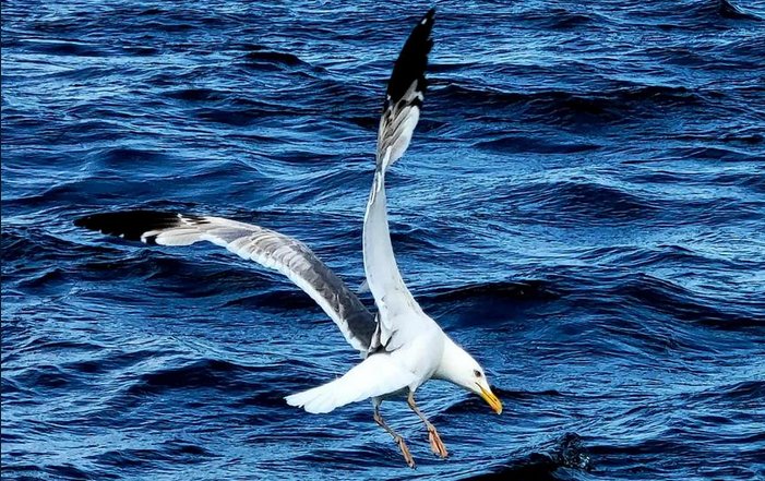 俄經濟發展部：遠東地區將吸引更多中國遊客 