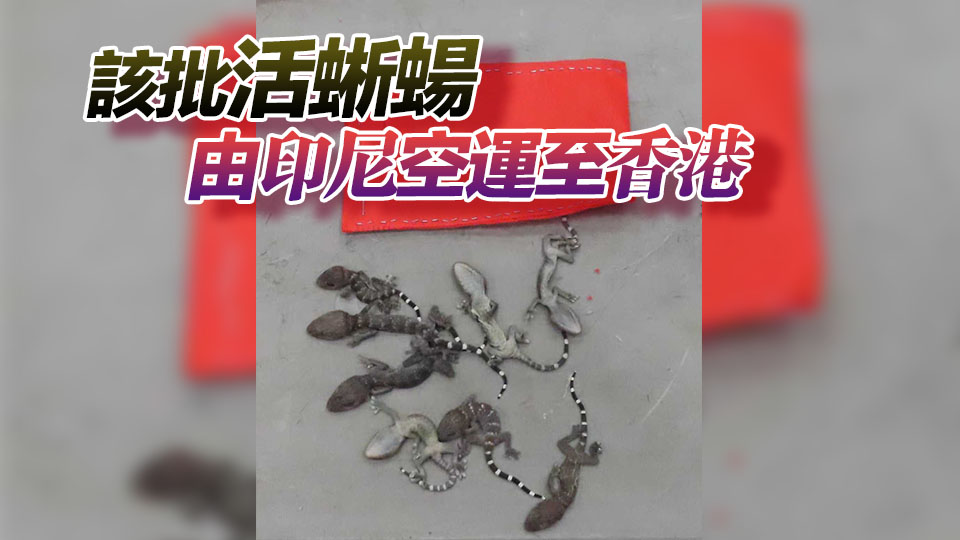 海關檢獲34隻懷疑受管制瀕危物種活蜥蜴 市值2.04萬元