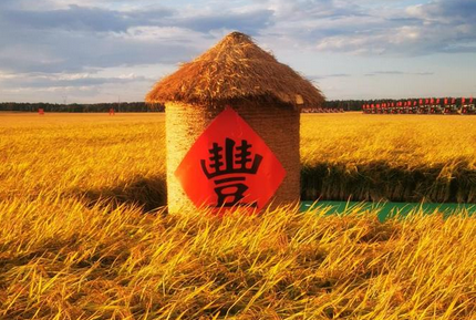 超1.4萬億斤！2025年全國糧食實現豐收