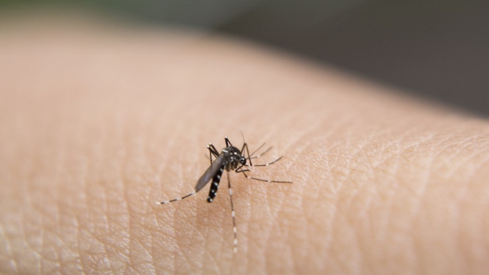 本港錄得1宗登革熱傳入個案 病人潛伏期曾到菲律賓