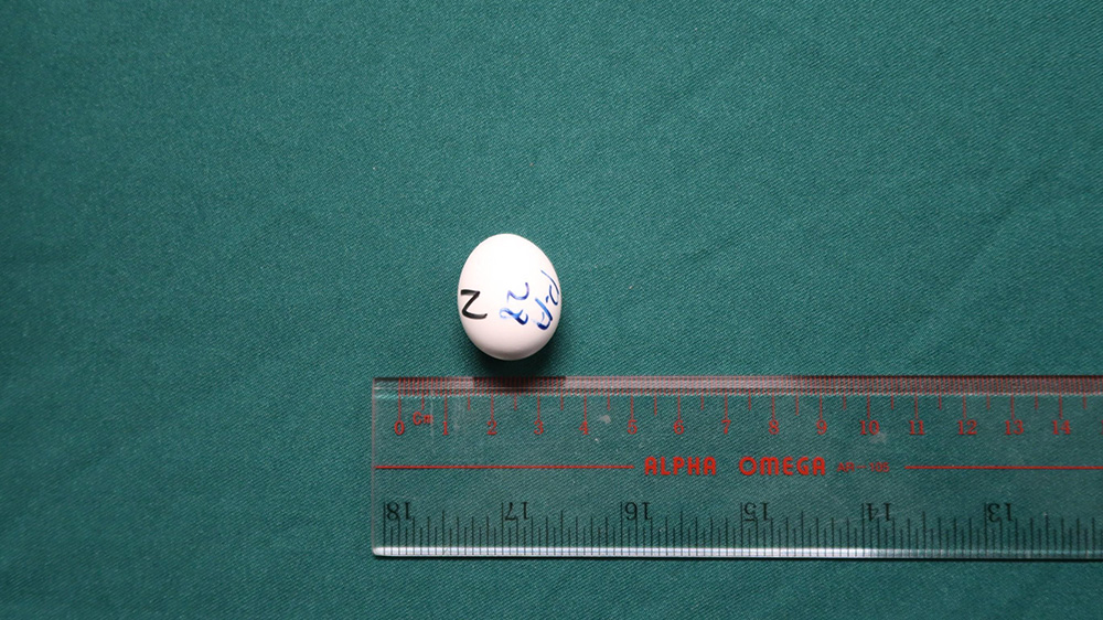 海關機場檢值約千萬元瀕危物種鳥蛋 26歲男旅客被捕