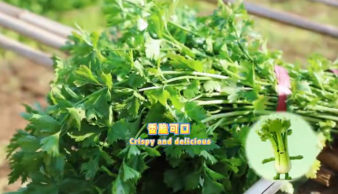 【視聽山東】走近芹菜小精靈