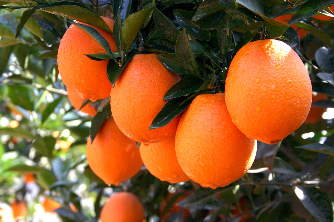  江西安遠：贛南臍橙與東江水贈香港市民