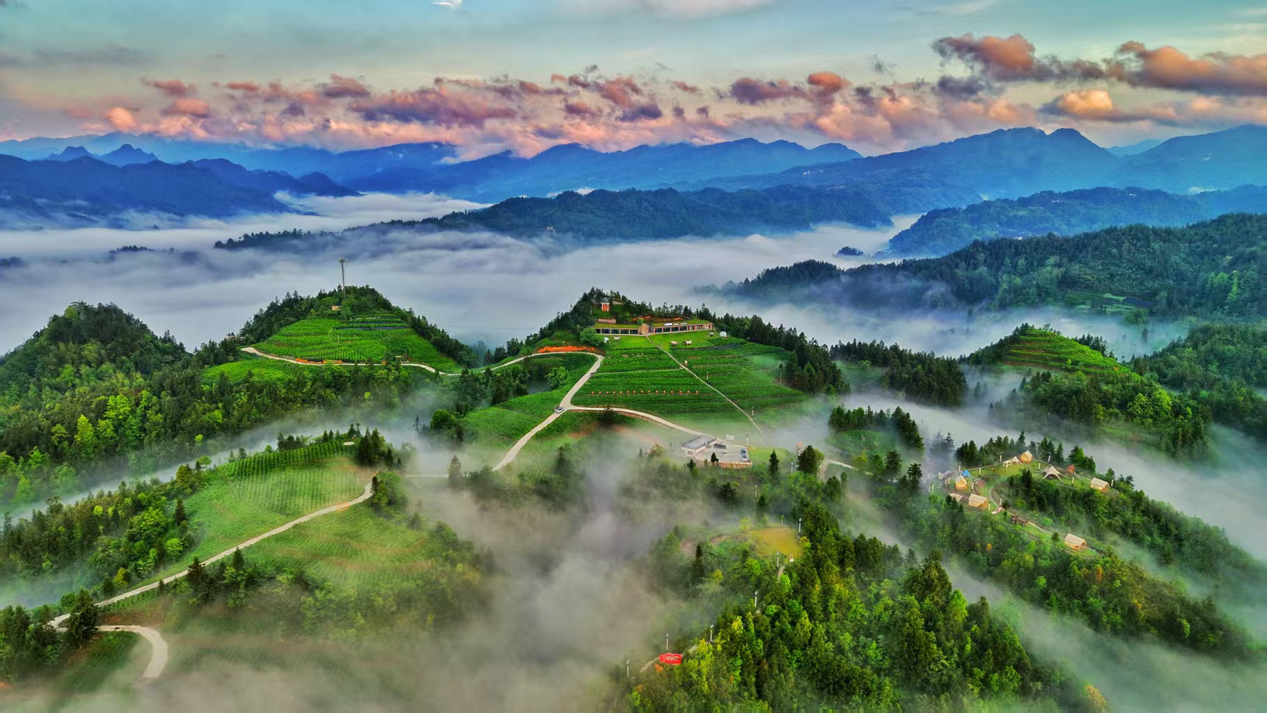 來鳳藤茶賦能 土家百姓富康寧  來鳳藤茶：以一葉之輕 載起縣域振興夢想
