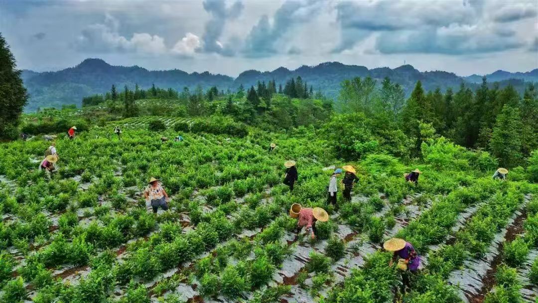 來鳳藤茶：一片藤茶的千年傳承與萬象新生