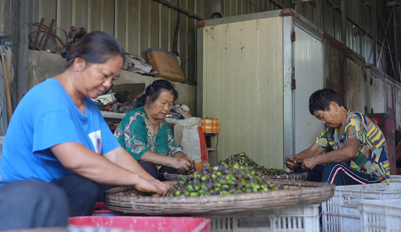 創新模式拓寬路徑 皖黟縣「香榧經濟」邁向規模化發展