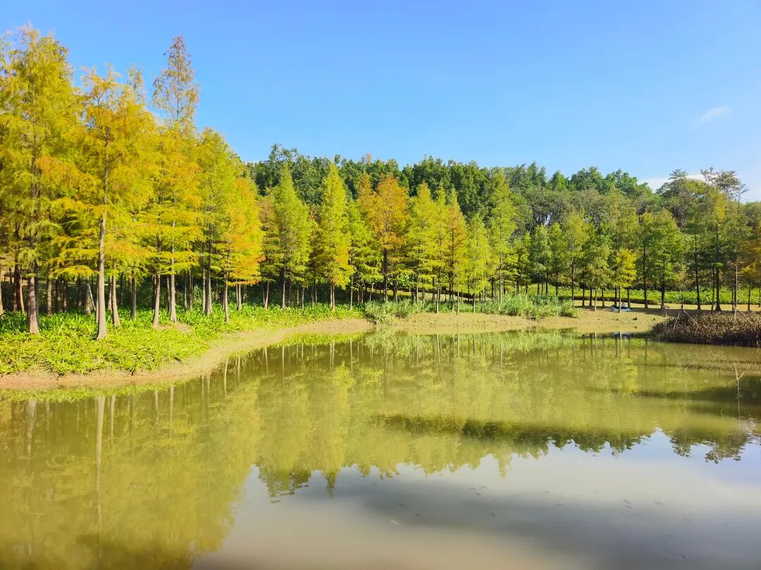 繁花織錦甜度「超標」！深圳龍崗與你公園相約