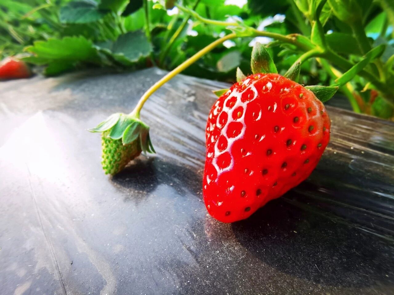 皖巢湖：頭茬草莓搶鮮上市 冬日甜蜜提前開啟