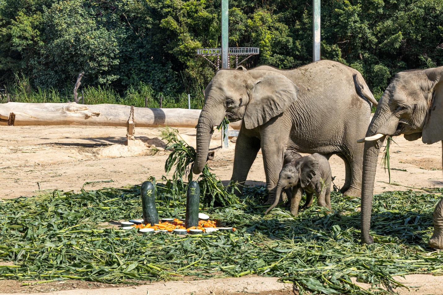 想知道動物們如何過冬？來清遠長隆森林王國看動物享用趣味「冬至宴」