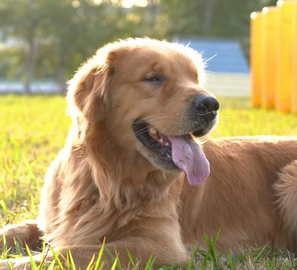 有片〡海關呼籲切勿非法攜寵物入境 變相成走私源頭可監禁1年