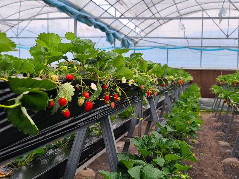 皖黃山區三口鎮：特色農業締造「莓」好生活