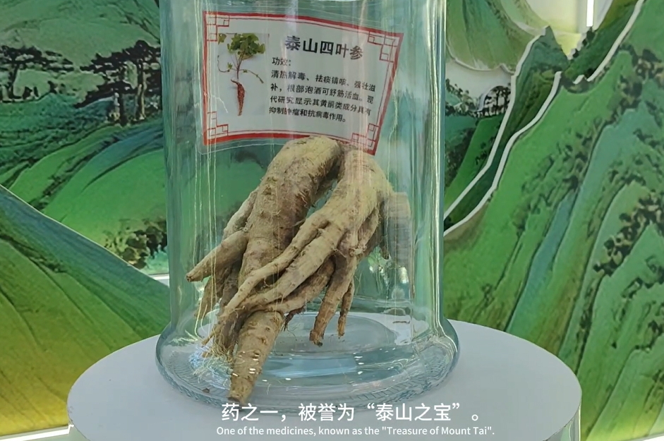 【視聽山東】泰山參品發展創新者