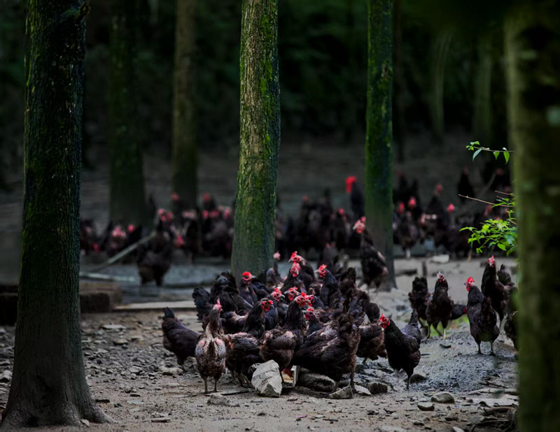 皖黟縣：聚焦「五黑」特色產業  綠色食品產業量質齊升