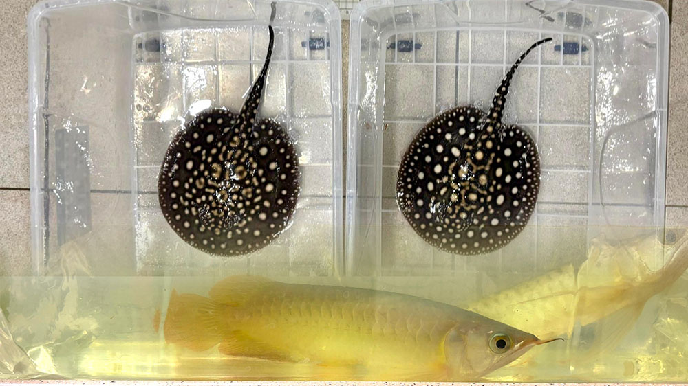 海關落馬洲截獲走私龍吐珠及江魟 52歲入境女子被捕