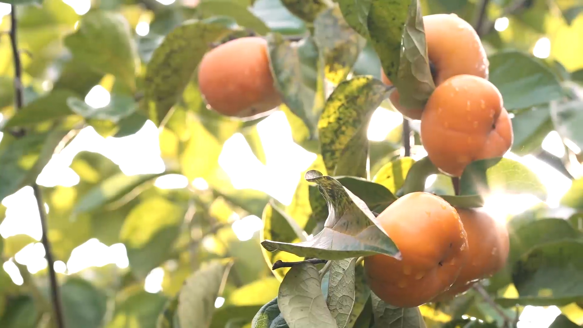 有片│恭城月柿：以「綠」鑄優躋身全國農業精品榜