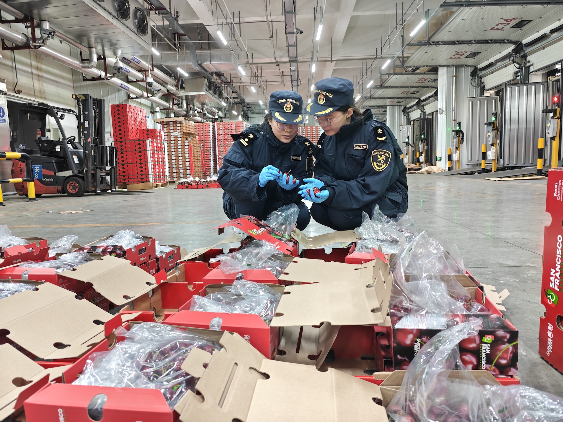 2026年車厘子進口「開門紅」 廣州南沙口岸兩船搶「鮮」通關