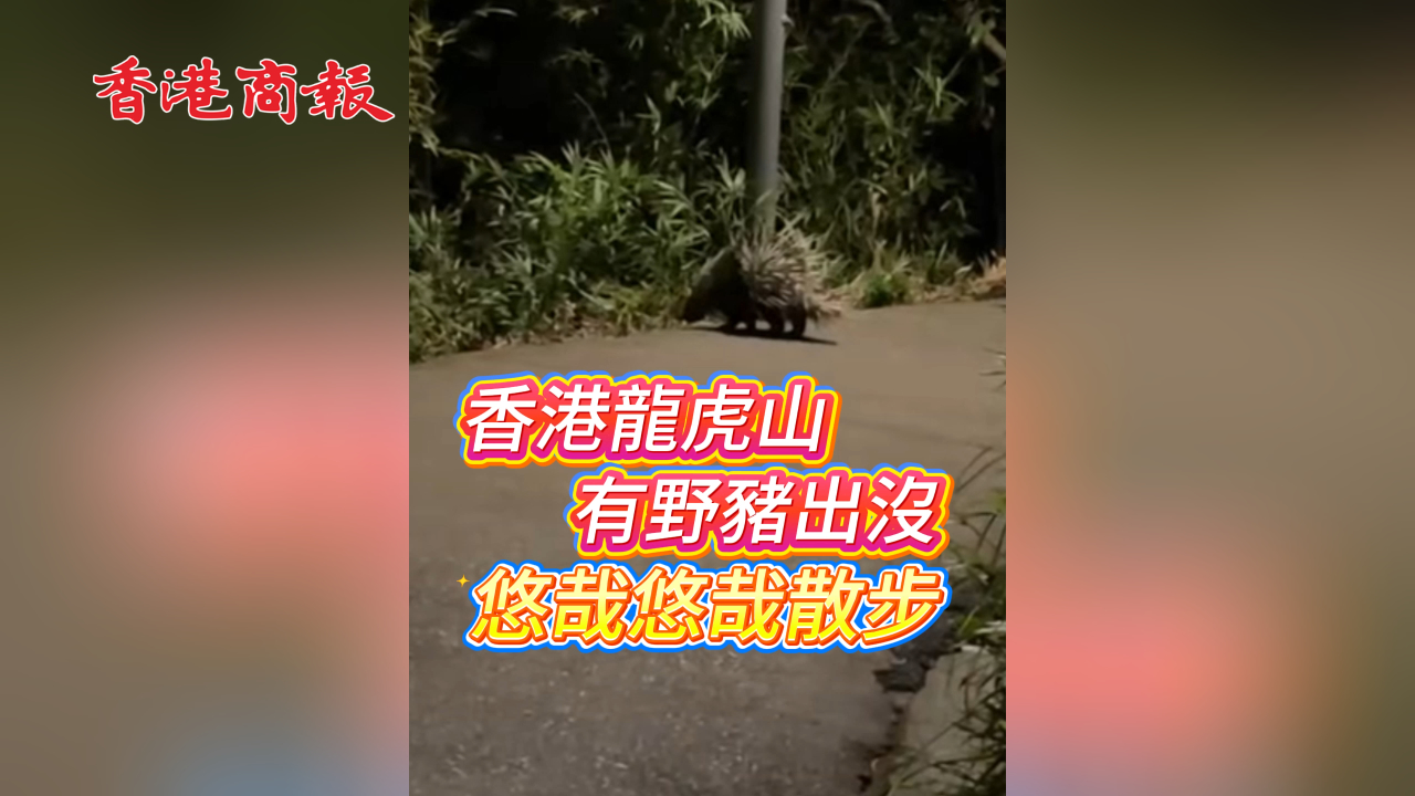 有片丨香港龍虎山有野豬出沒 悠哉悠哉散步！