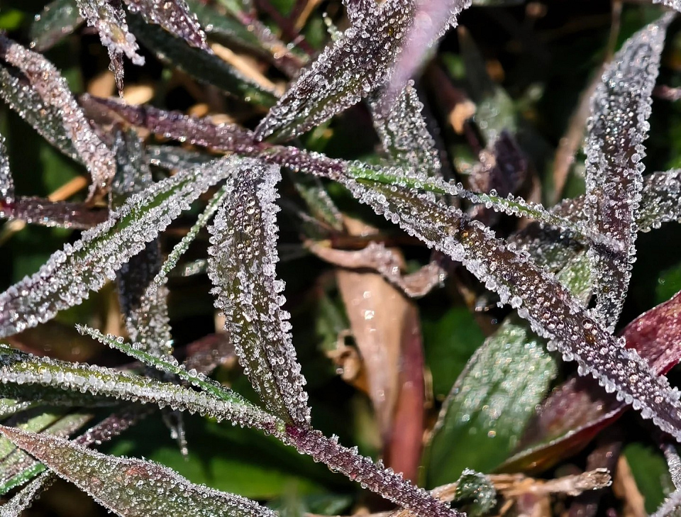 寒冷天氣警告仍生效 打鼓嶺最低1.9度