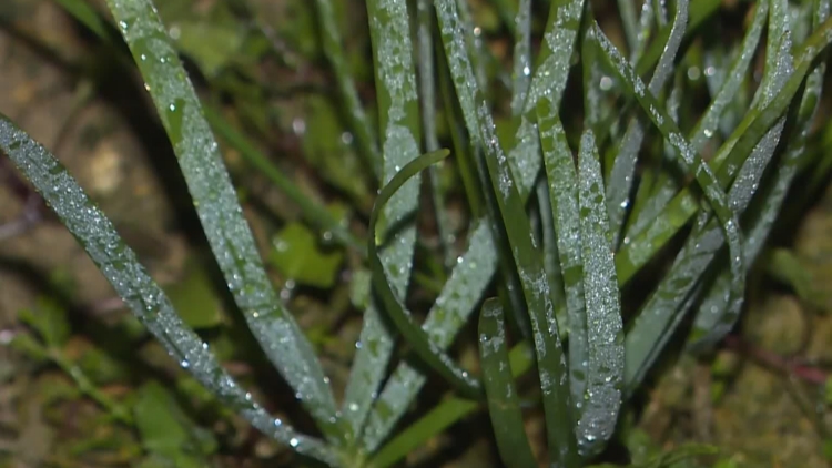 天文台第3日發出霜凍警告 大埔有菜田結霜
