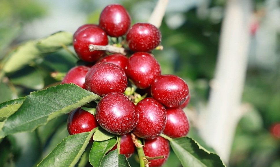 【視聽山東】櫻桃的冬日奇蹟