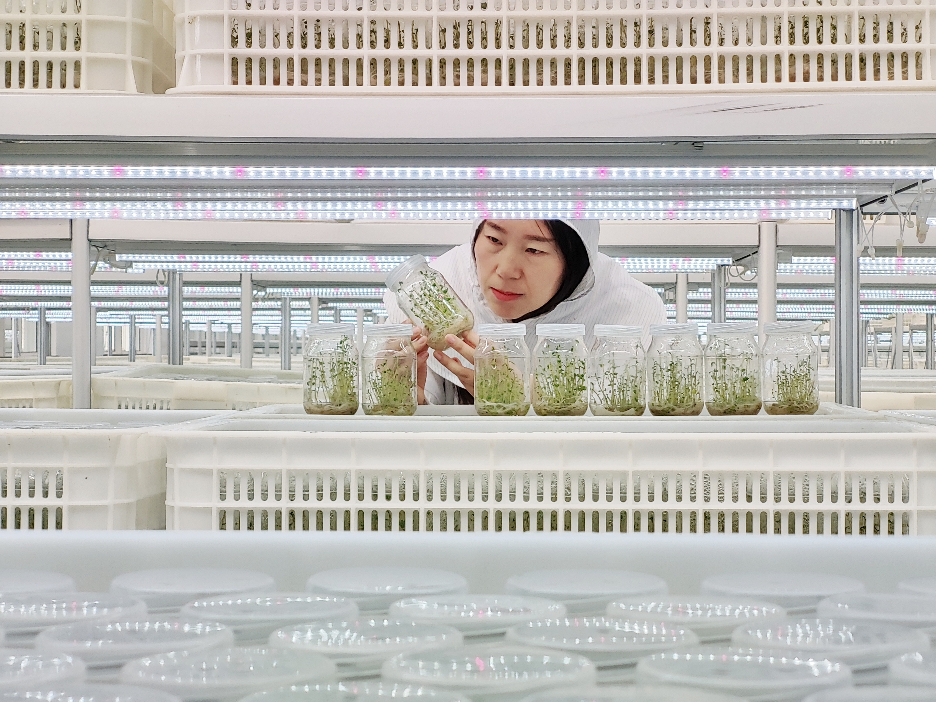 技術人員在組培車間檢查組培苗.jpeg