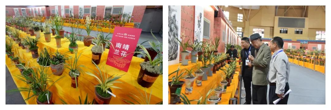 圖3 蘭花博覽會展覽.jpg