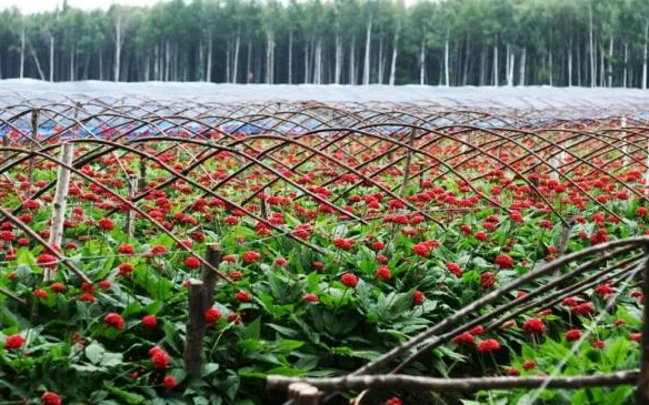 位於撫松的長白山人參種植聯盟標準化生產示範基地 新華社資料圖.jpg