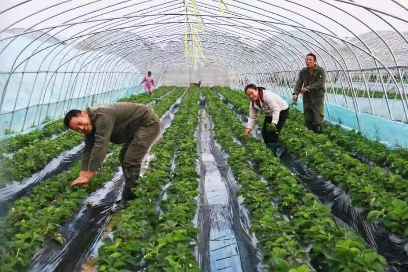 图一 万年县上坊乡仙农生态草莓园.jpg