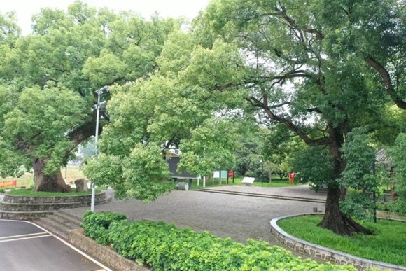 6、古树公园有一棵超过600年树龄的将军樟,见证着村庄的发展变化.jpg
