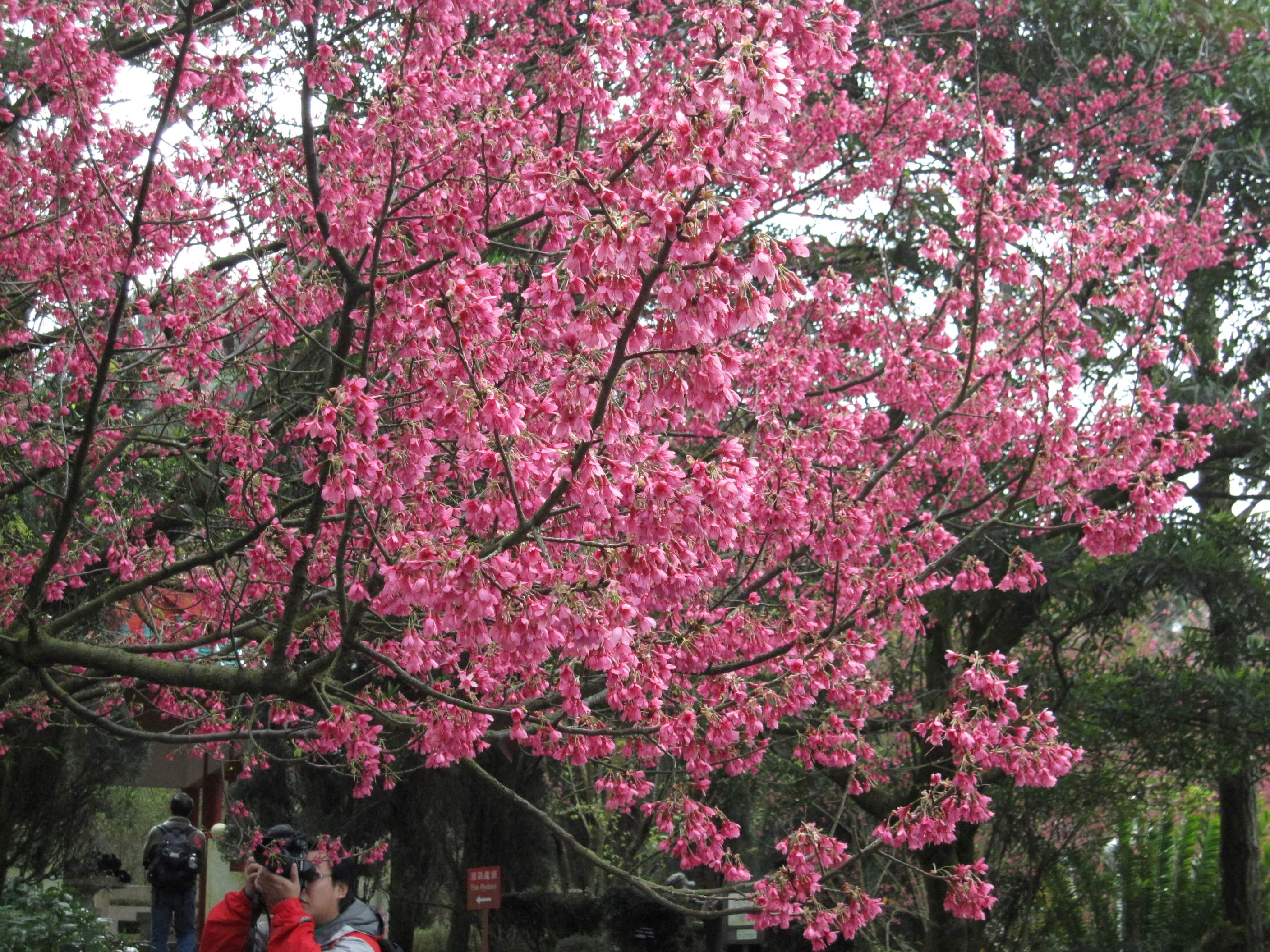 Photo 3_Cherry Blossom_2.jpg