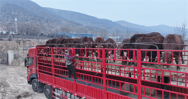 工人将检疫合格的平凉红牛装进大货车里.jpg