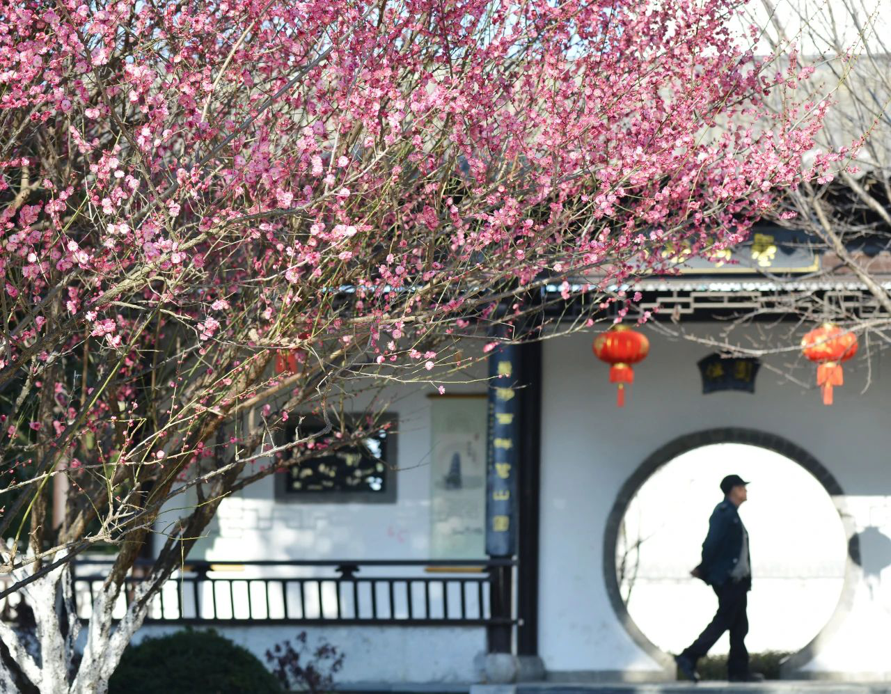 2.安徽巢湖：「梅」景如畫 第一抹春色上線.png