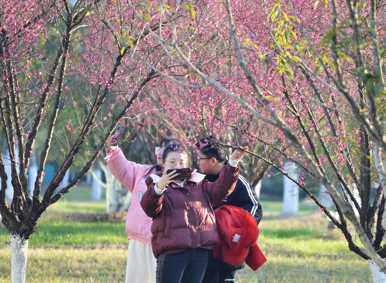 3.安徽巢湖：「梅」景如畫 第一抹春色上線.png
