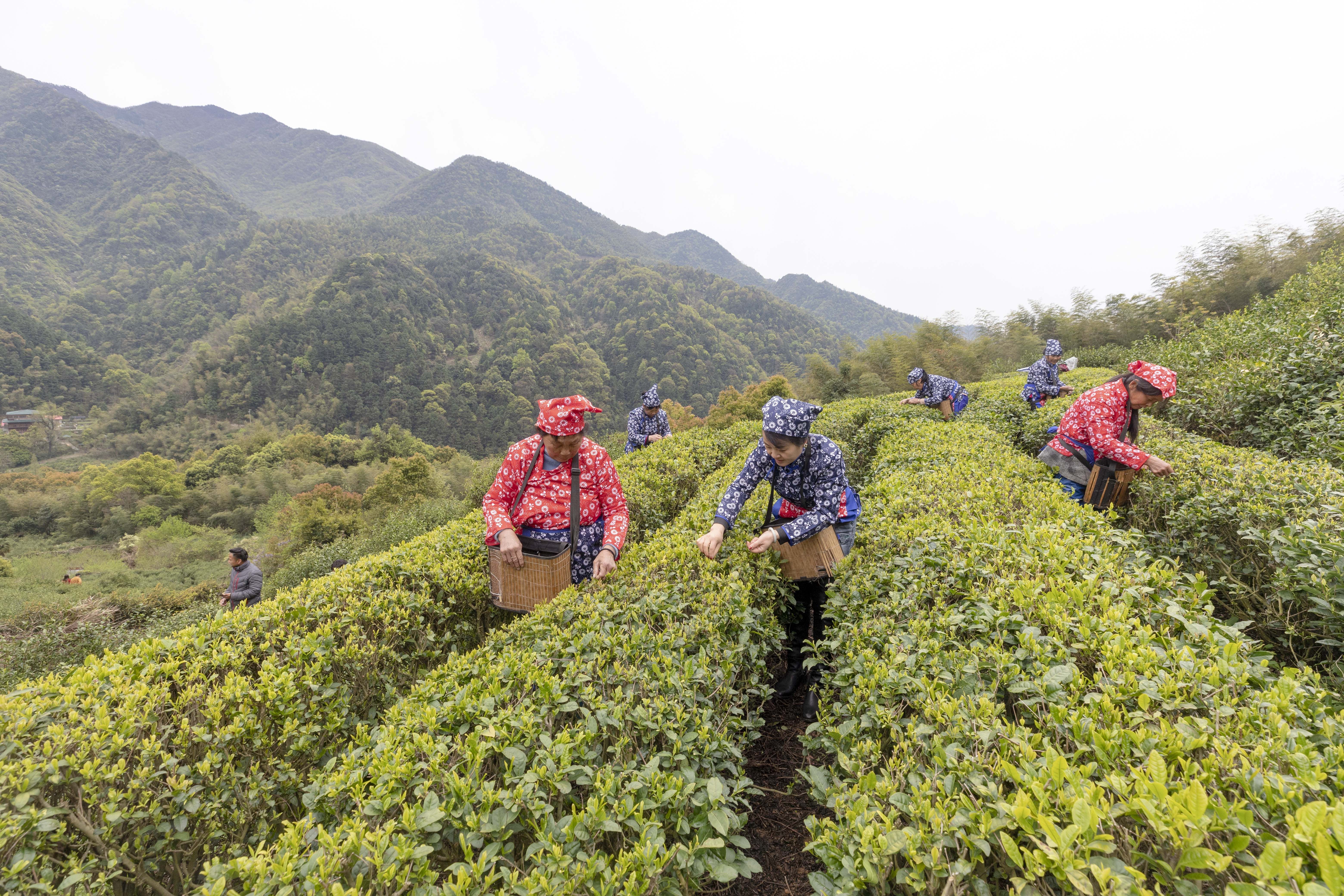 图四 庐山云雾茶春茶开采.jpg