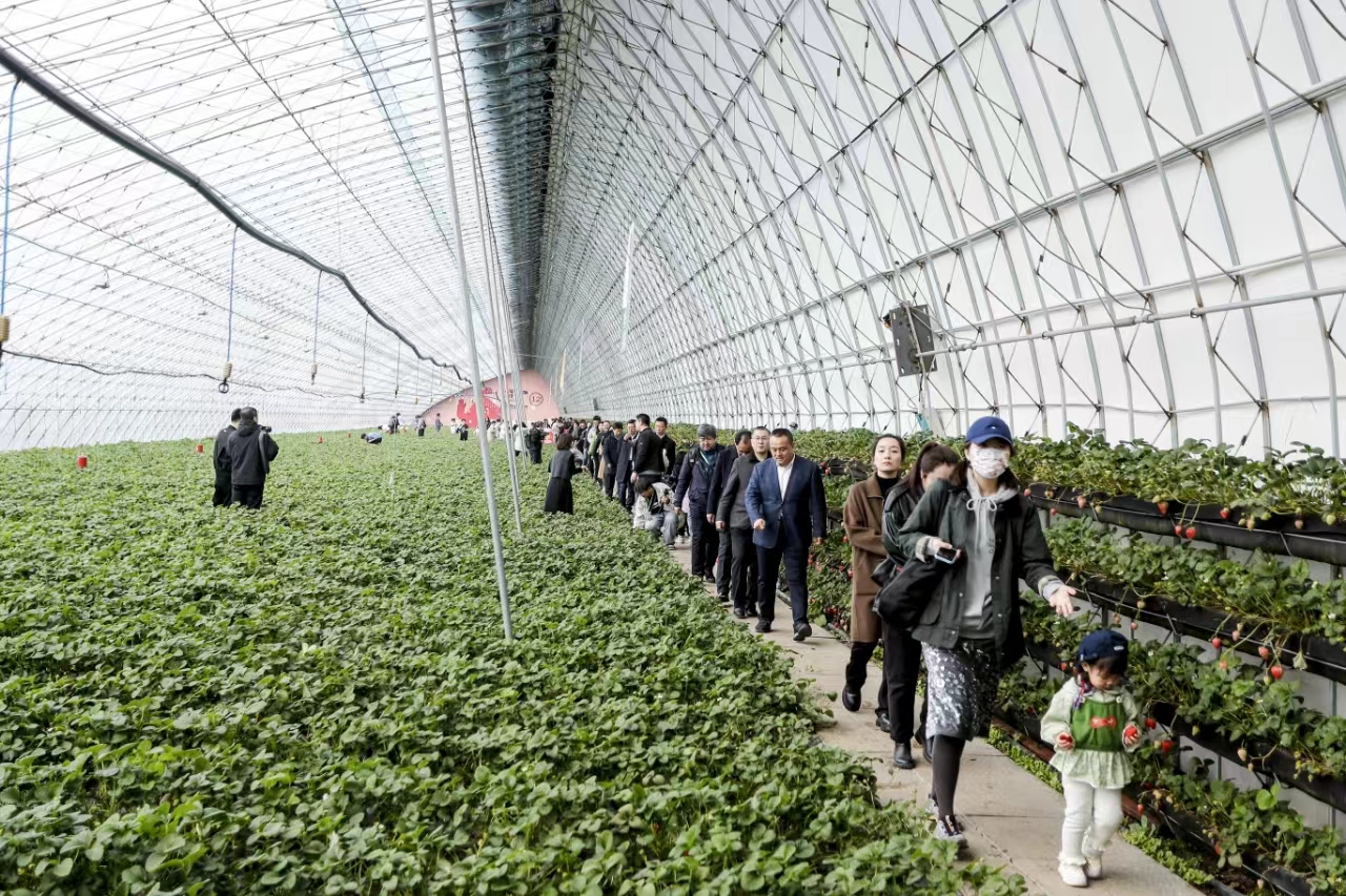 採摘園內游人如織 田家欣 攝影.jpg